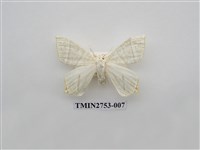 藏品(尺蛾321)的圖片